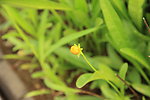 野雏菊