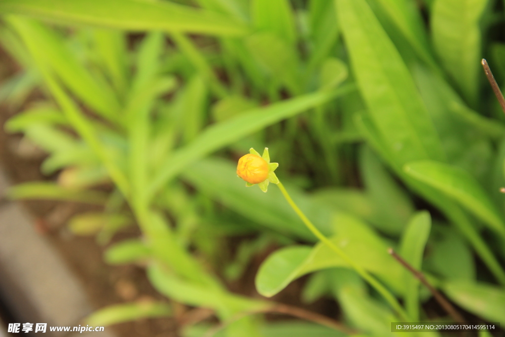 野雏菊