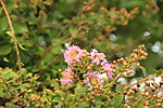 紫薇花