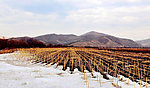山峰麦田
