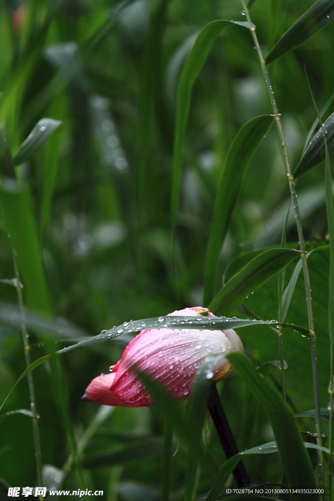 荷花