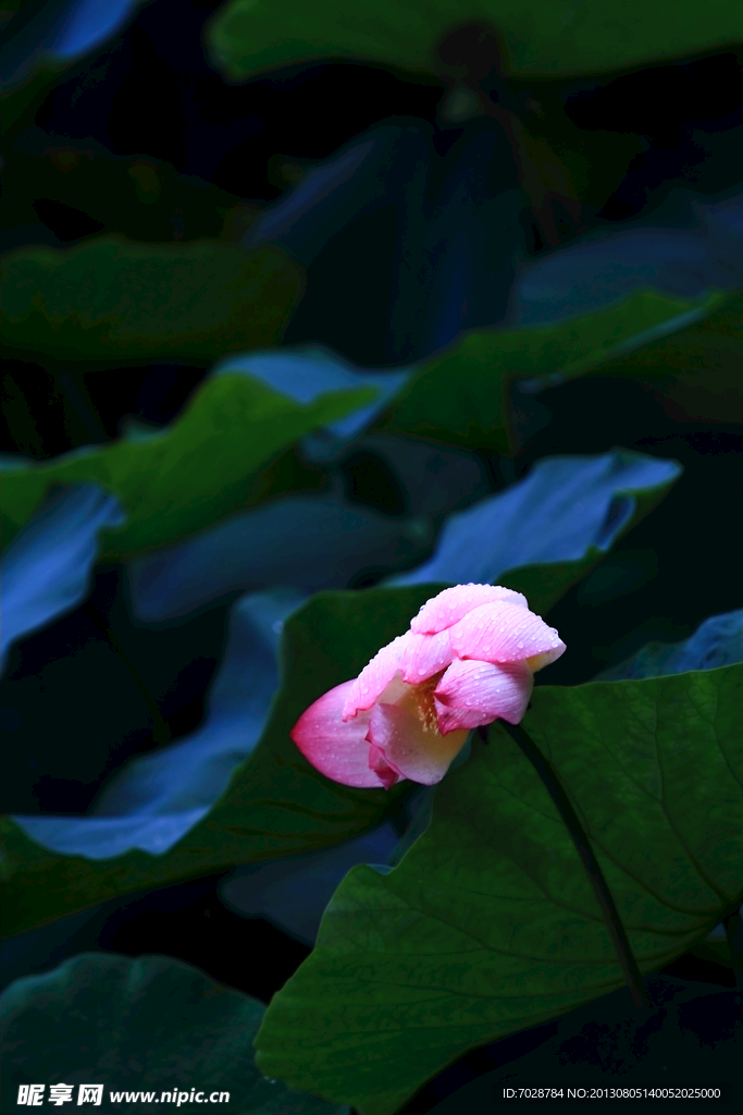 荷花