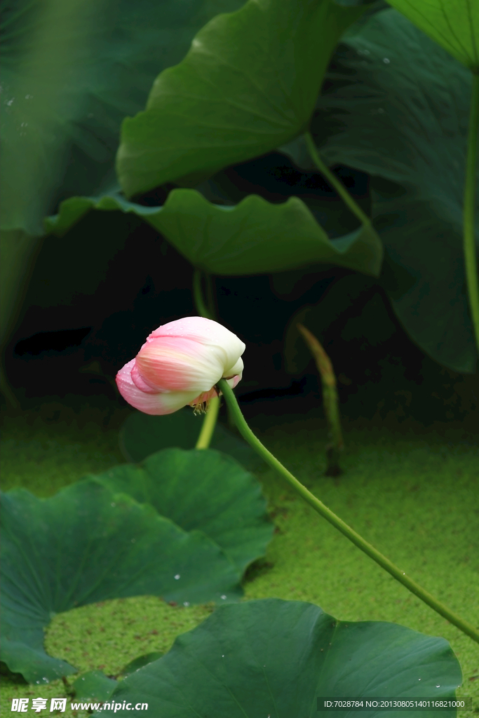 荷花