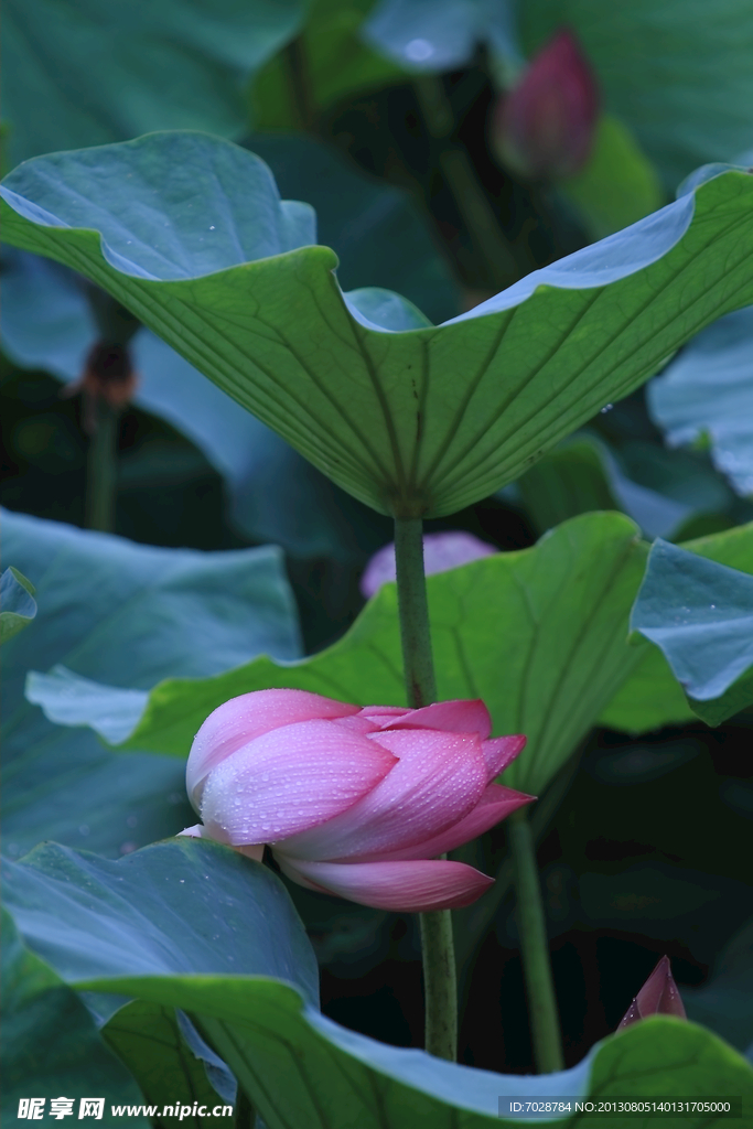荷花