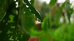 闫玫的雨滴