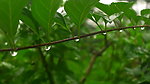 闫玫的雨滴