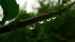 闫玫的雨滴