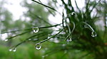 闫玫的雨滴