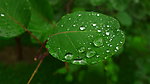 闫玫的雨滴