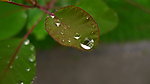 闫玫的雨滴