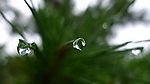 闫玫的雨滴