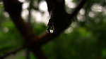 闫玫的雨滴