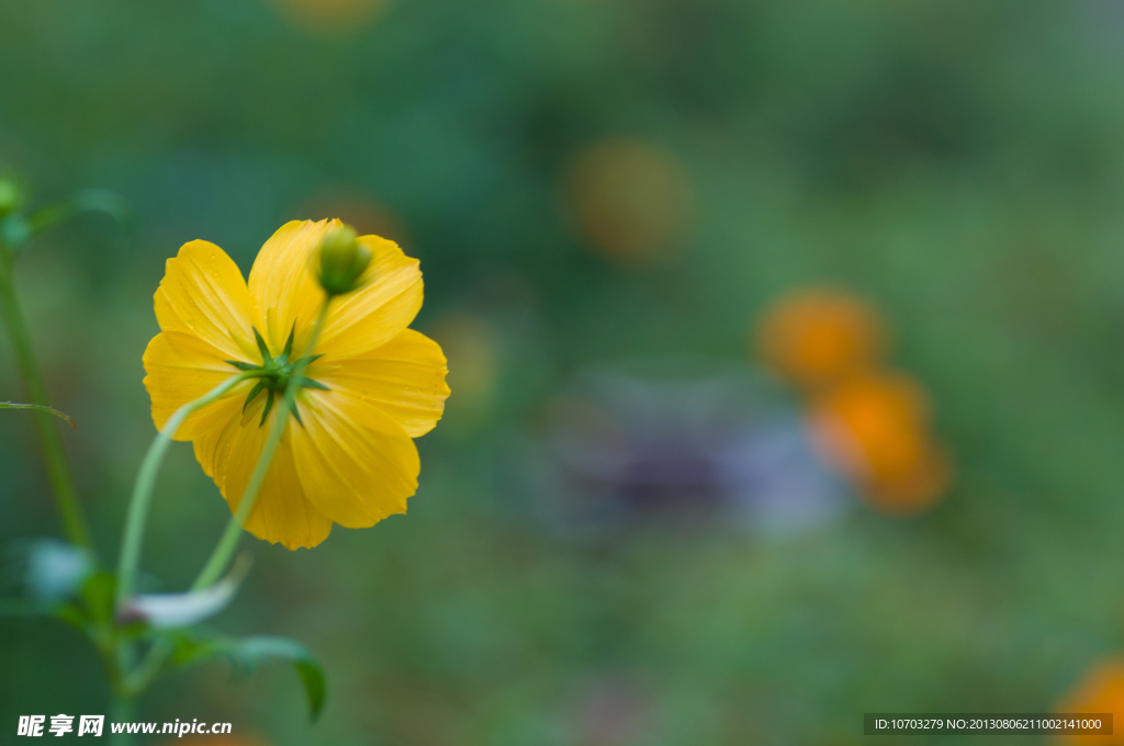 黄花