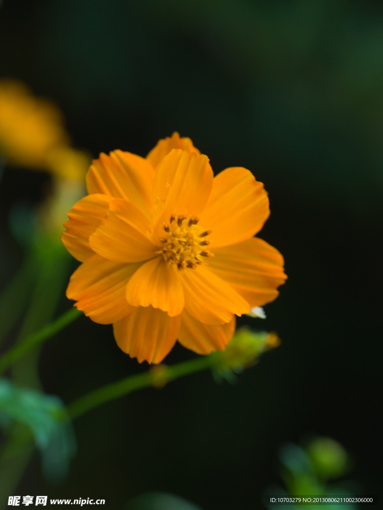 黄花