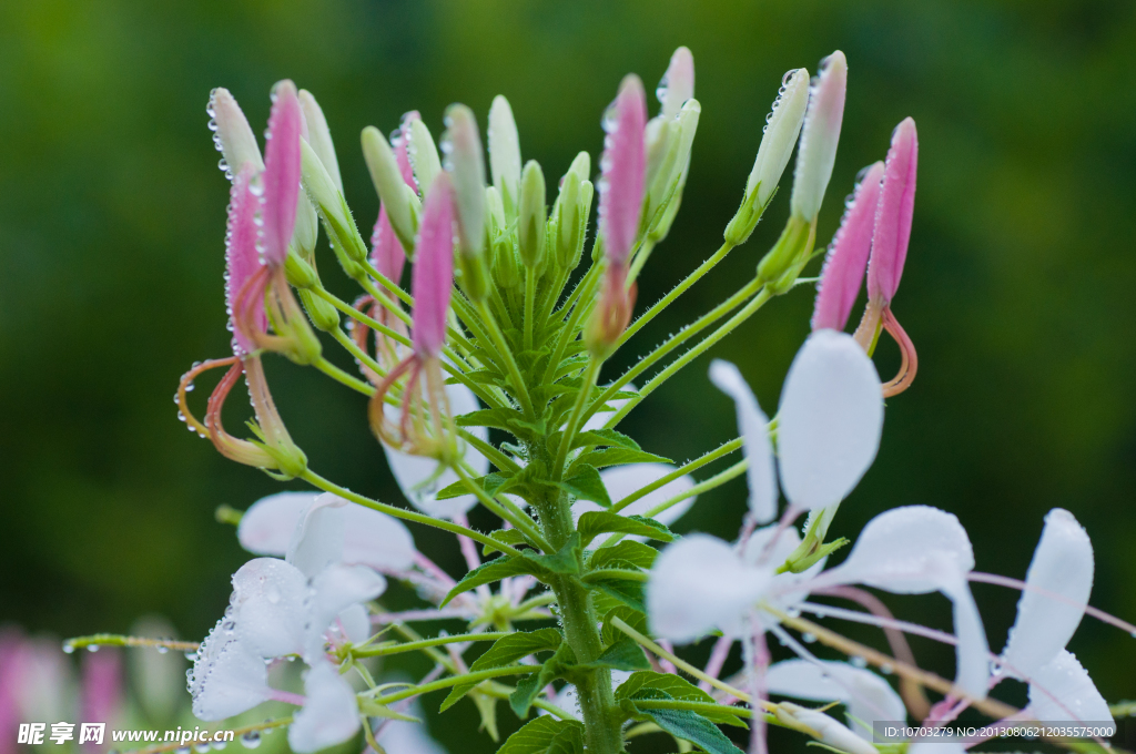 醉蝶花