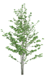 植物 树木