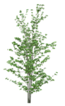 植物 树木