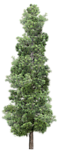 植物 树木