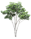 植物 树木