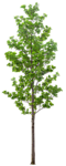 植物 树木