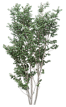 植物 树木