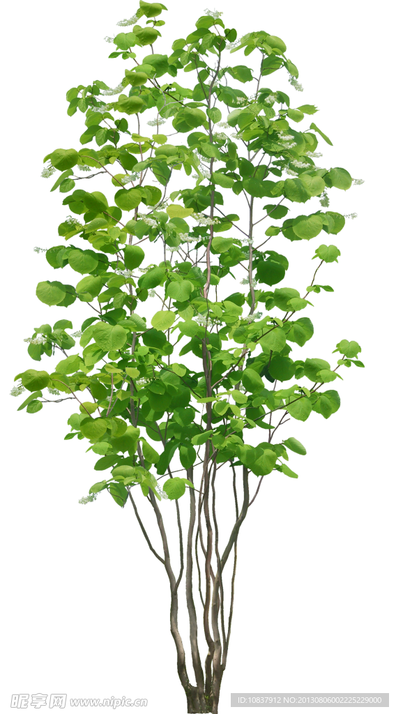 植物 树木