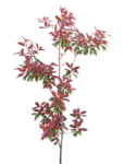 植物 树木