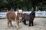 矮马