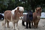 矮种马