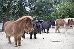 矮种马