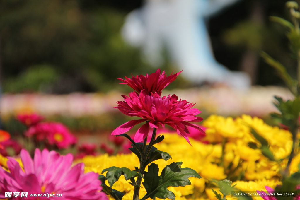菊花