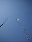 挂在树上的风筝