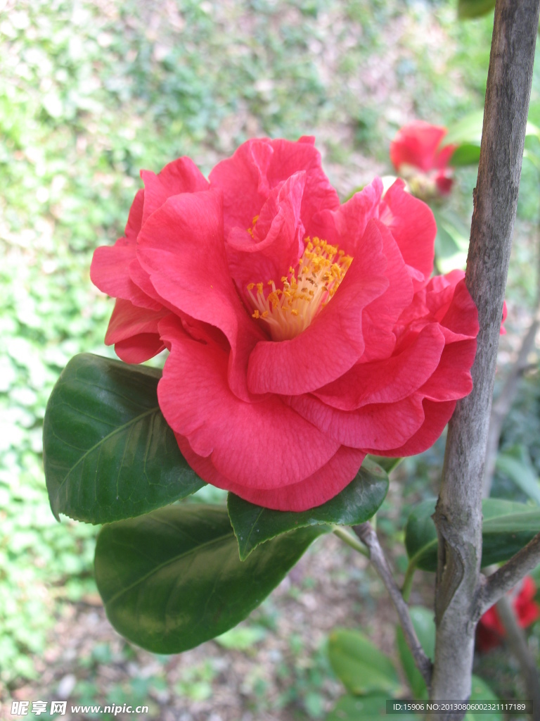 茶花