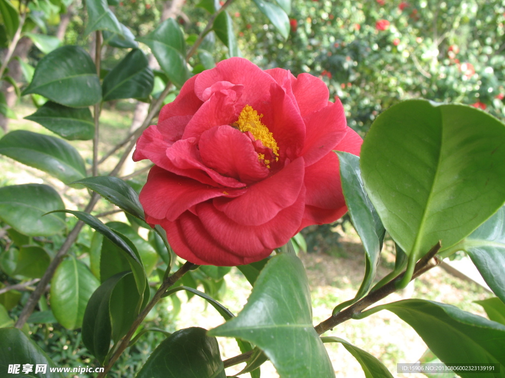 茶花