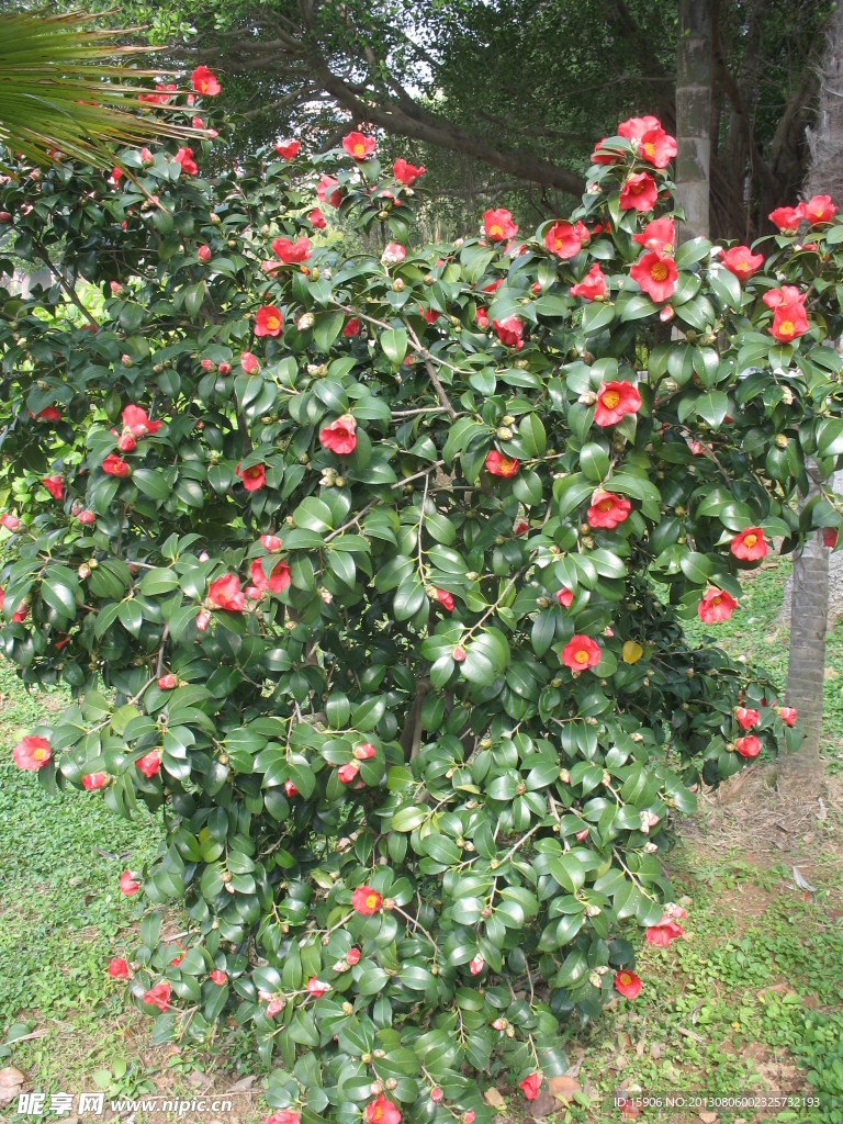 茶花