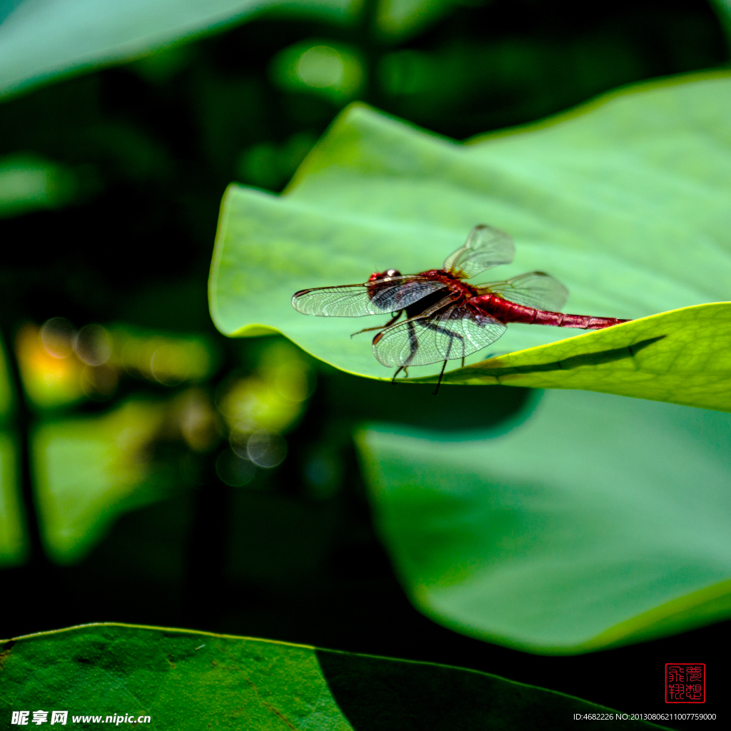 红蜻蜓与荷叶