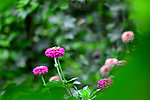 花毛茛 花 植物
