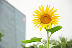 向日葵 向阳花 葵花