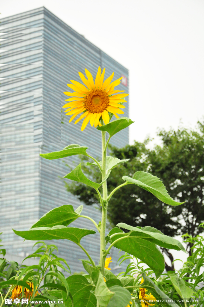 向日葵 向阳花 葵花