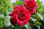 月季花 红花 花
