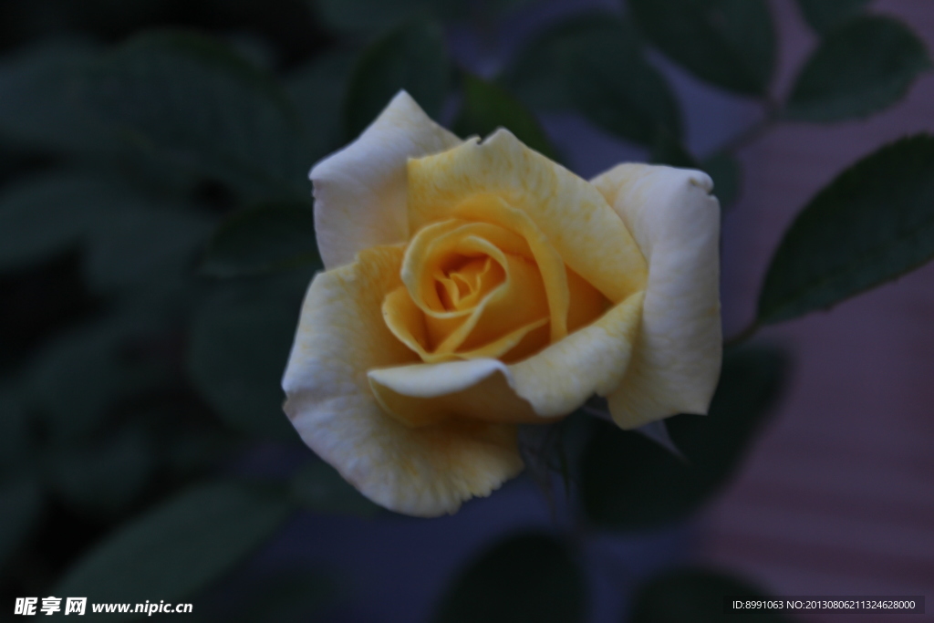 月季花