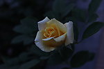 月季花