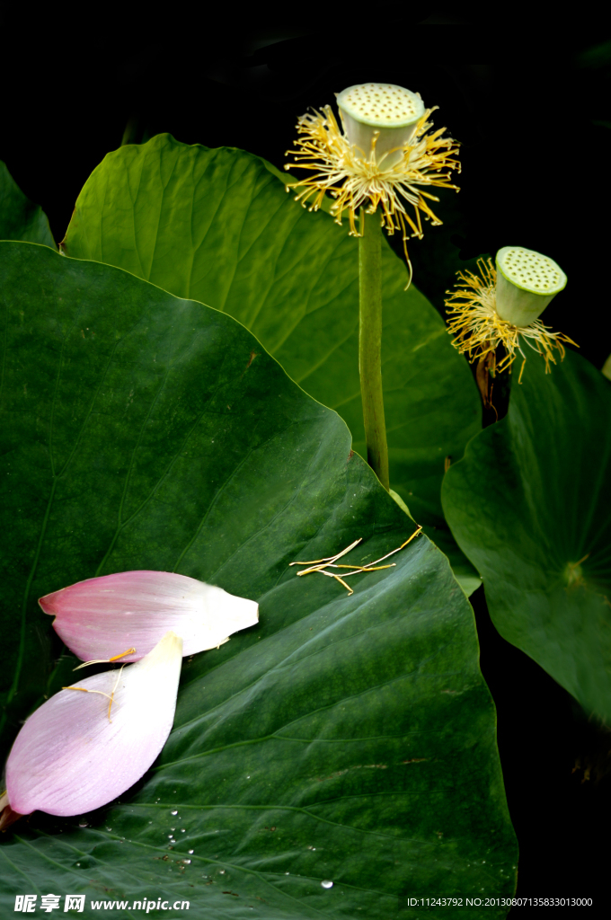荷花