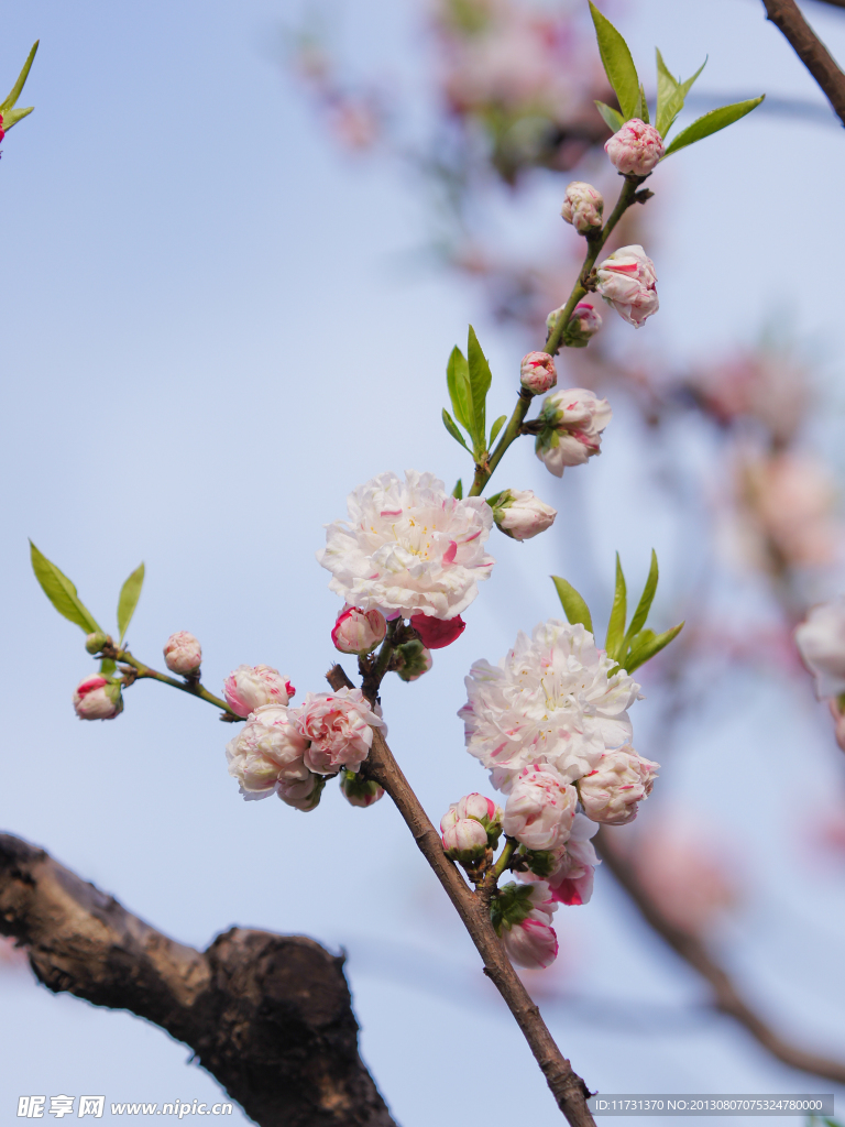 桃花