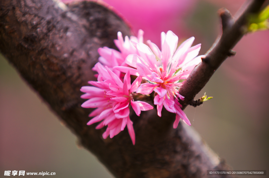 桃花