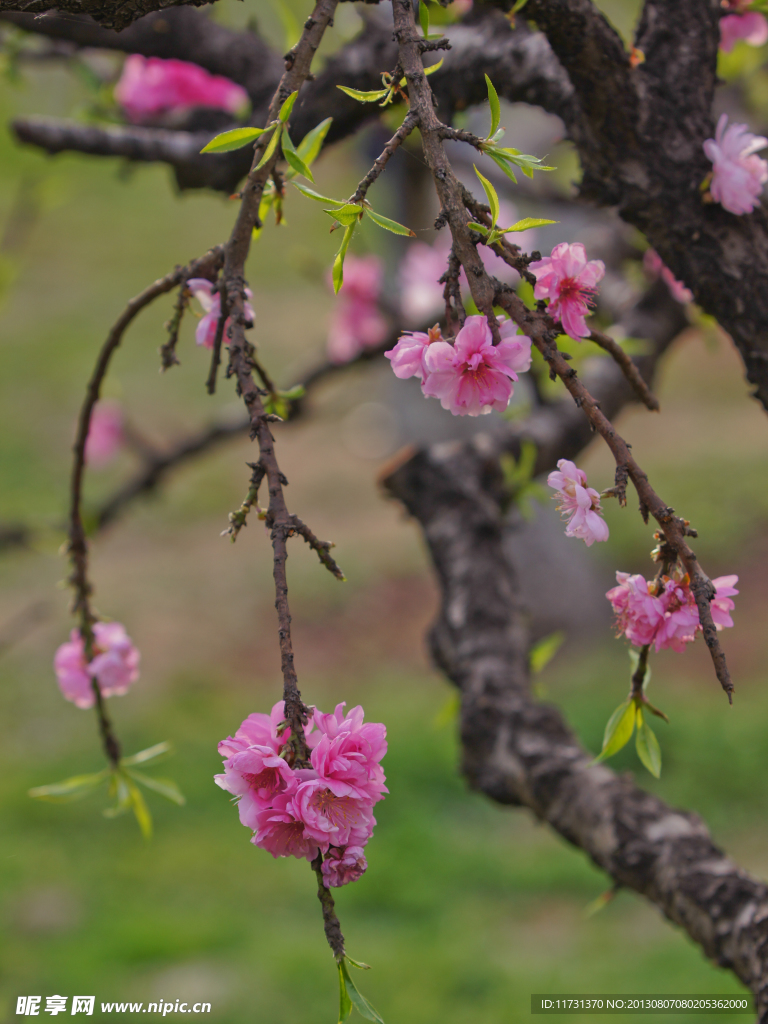 桃花