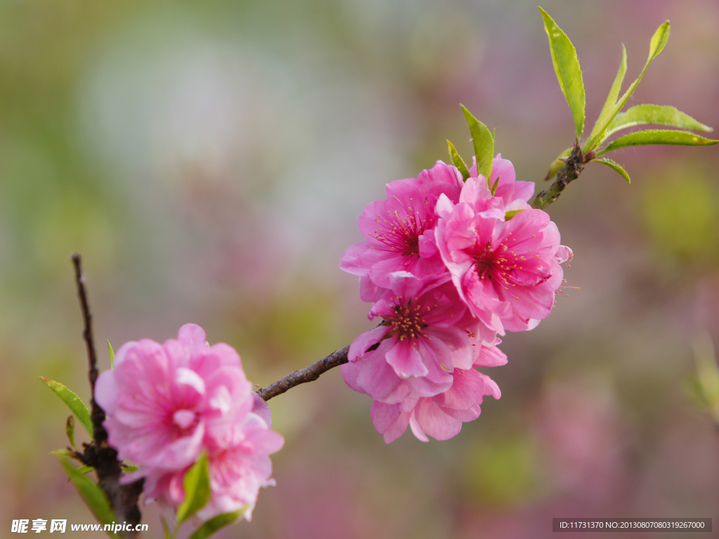 桃花