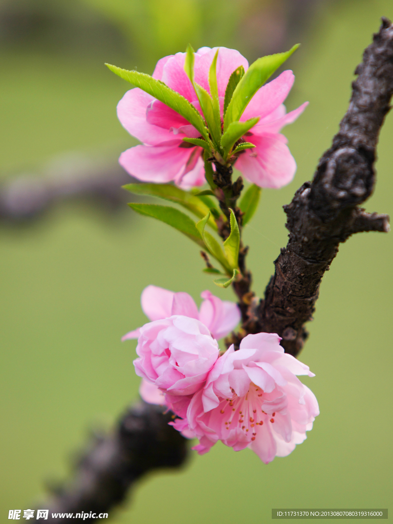 桃花