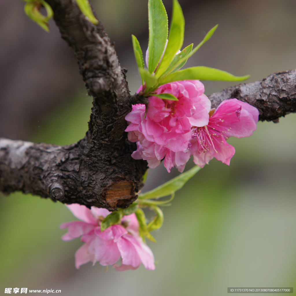 桃花