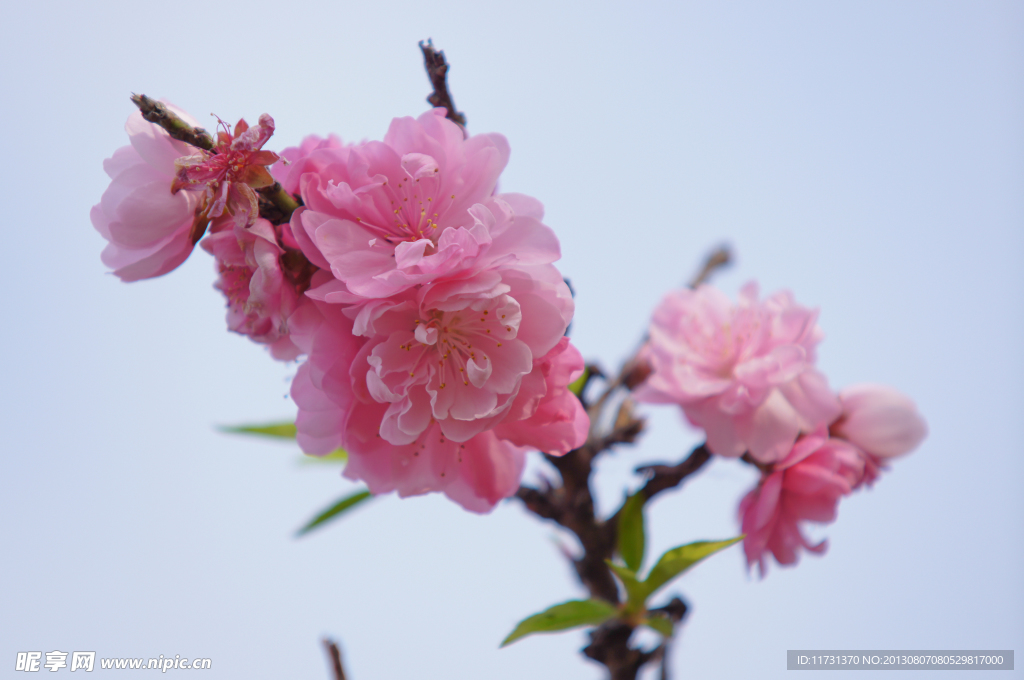 桃花
